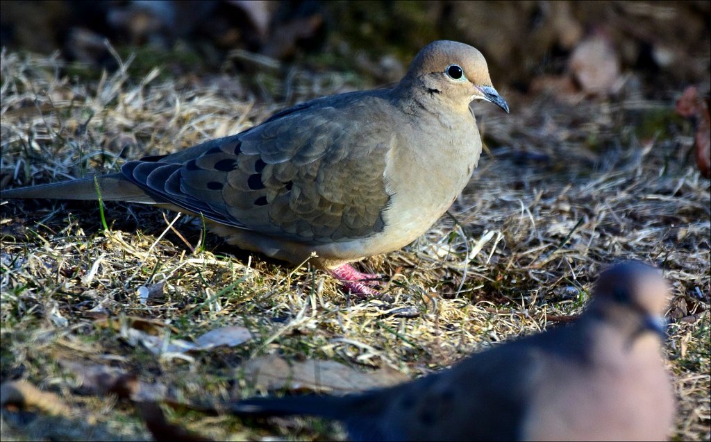 Mourning Dove