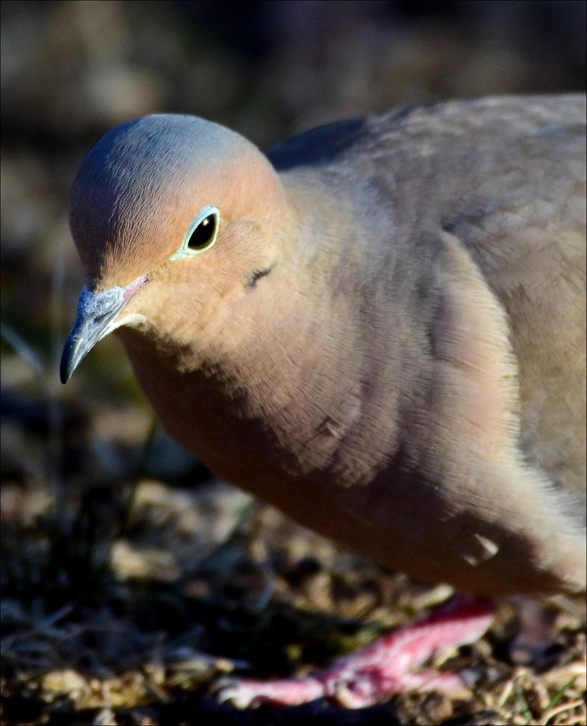 Mourning Dove