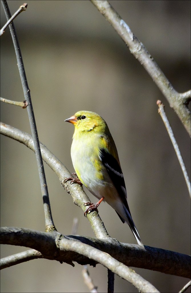 American Goldfinch