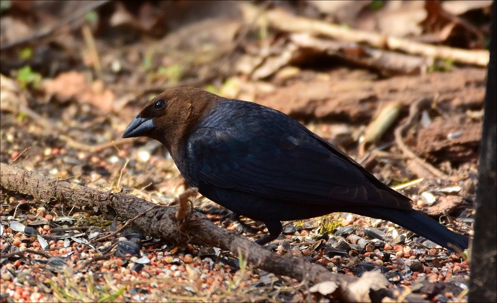 Brown-headed Cowbird