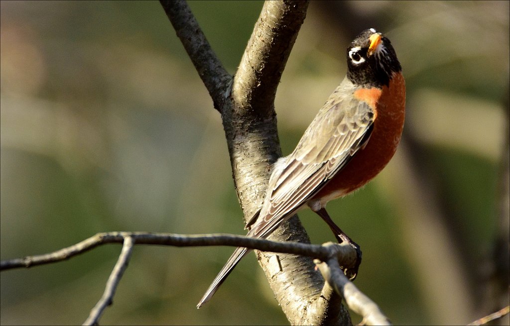 American Robin