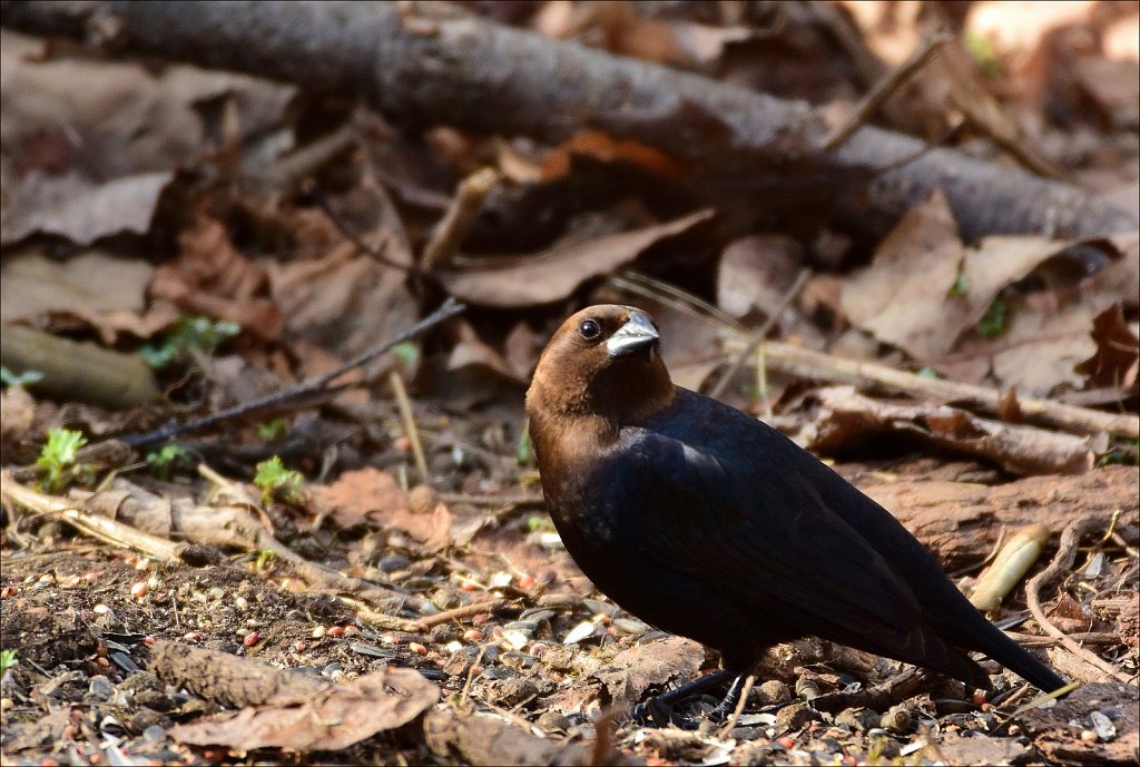 Brown-headed Cowbird