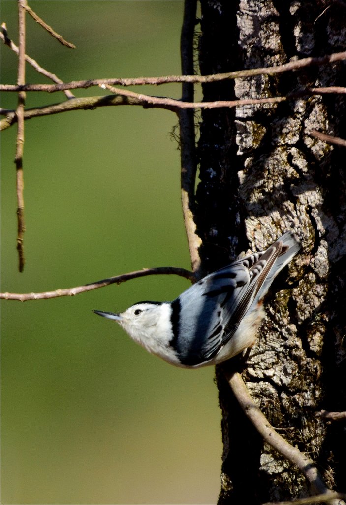 White Breasted Nuthatch 