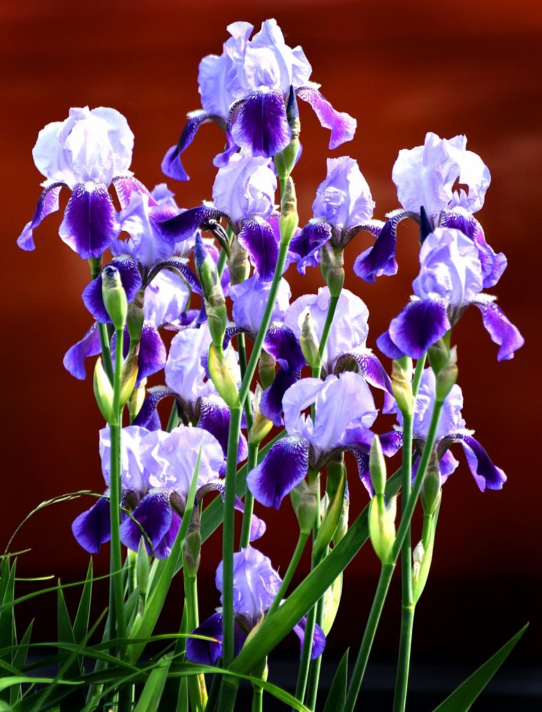 BEST-Iris-0456bjpg.jpg