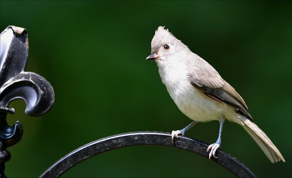 Tuffted Titmouse