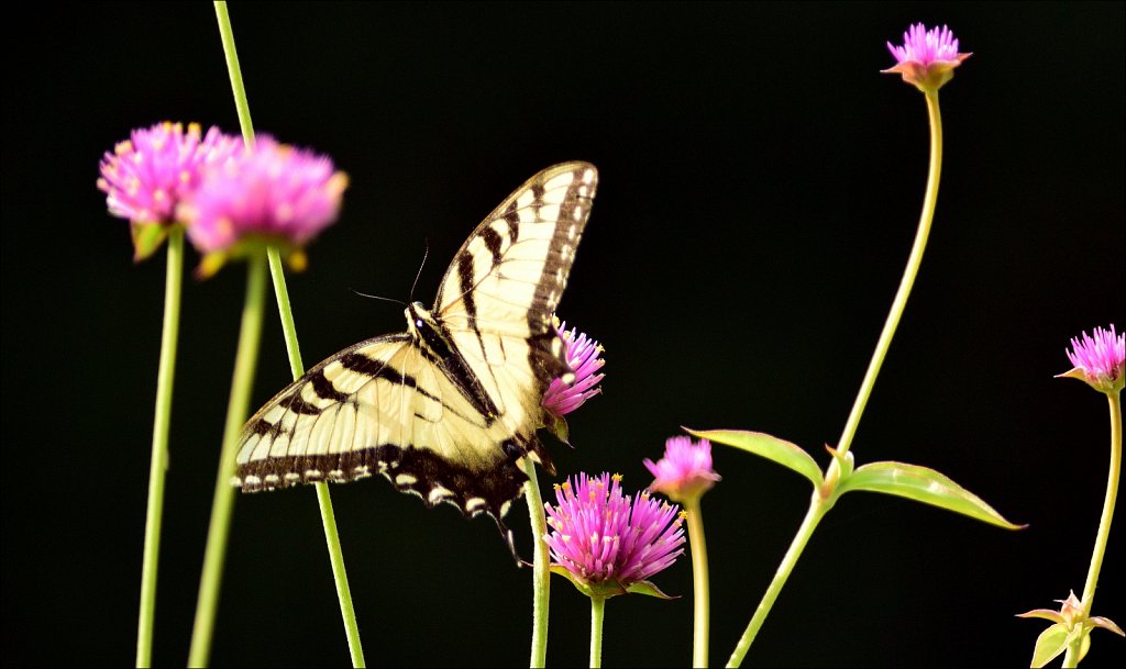 Eastern tiger swallowtail 