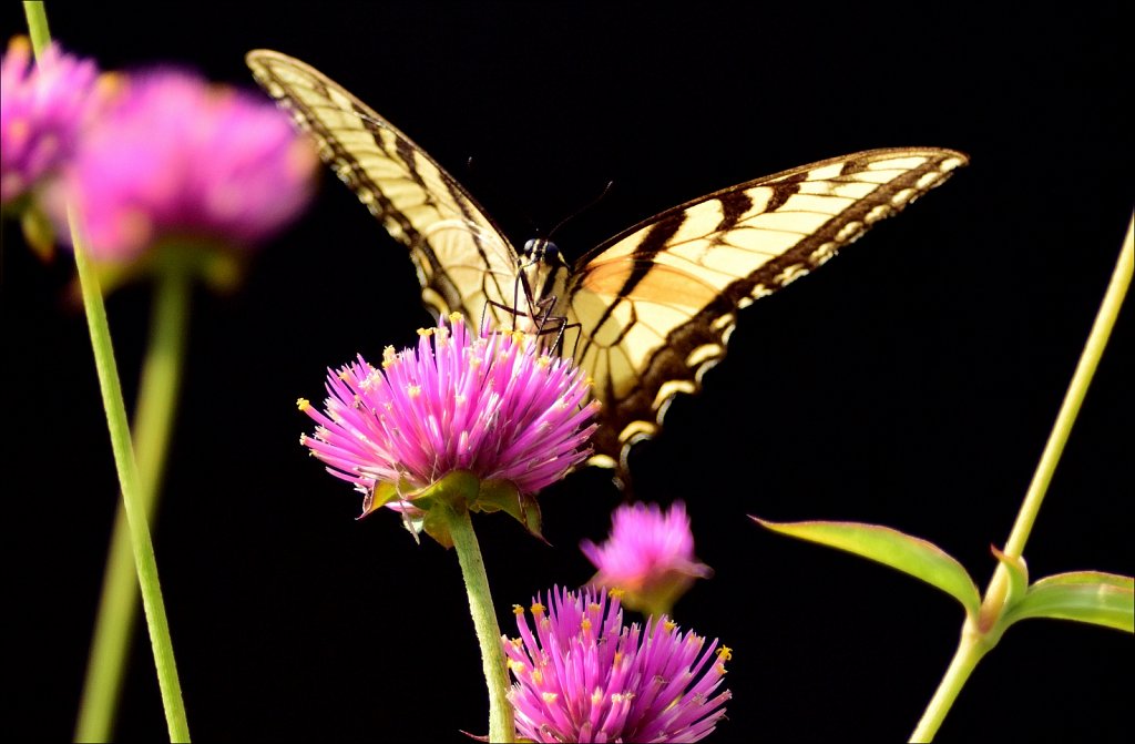 Eastern tiger swallowtail 