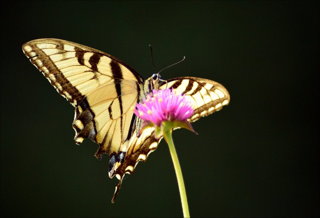 Eastern tiger swallowtail 