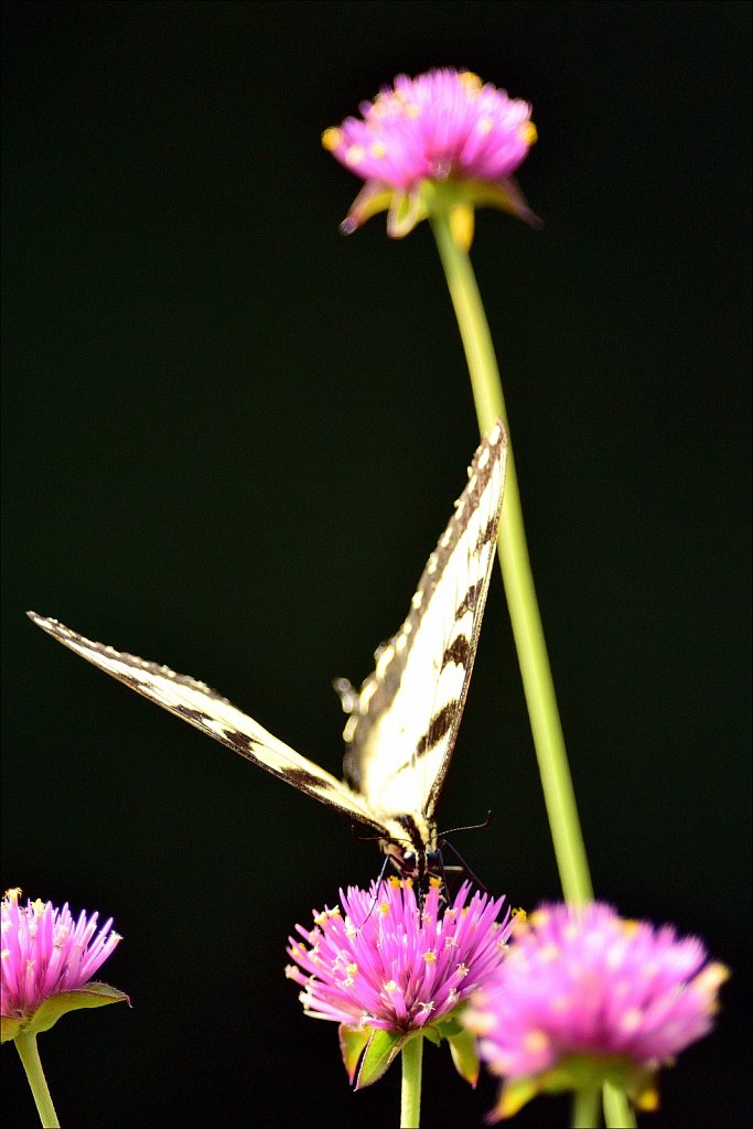 Eastern tiger swallowtail 