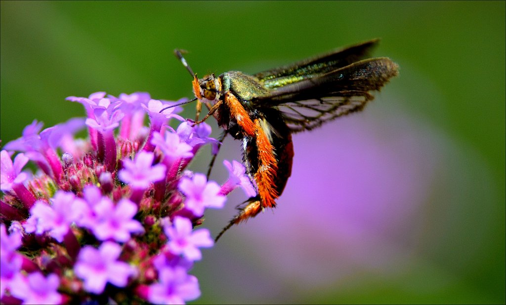 Squash Vine Borer