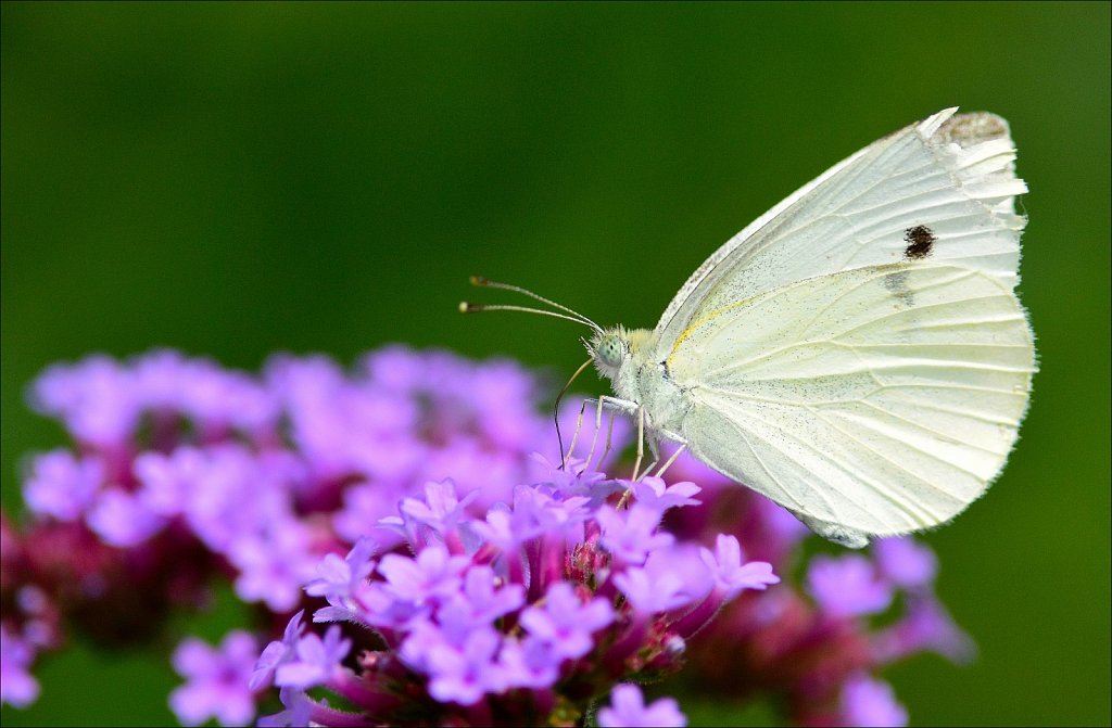 Cabbage White Butterfly