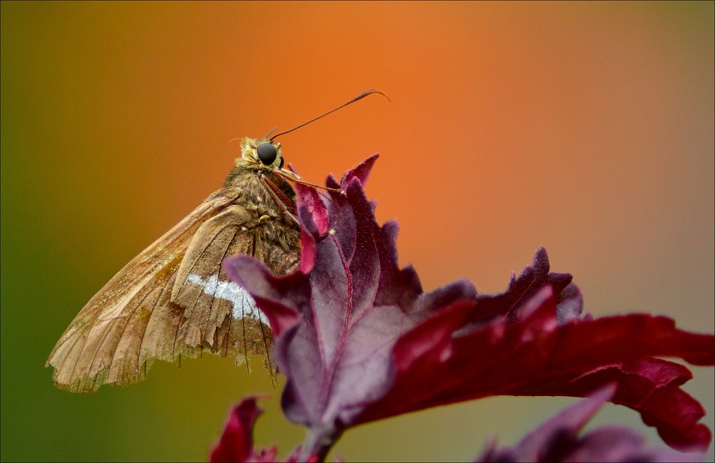 Silver-spotted Skipper