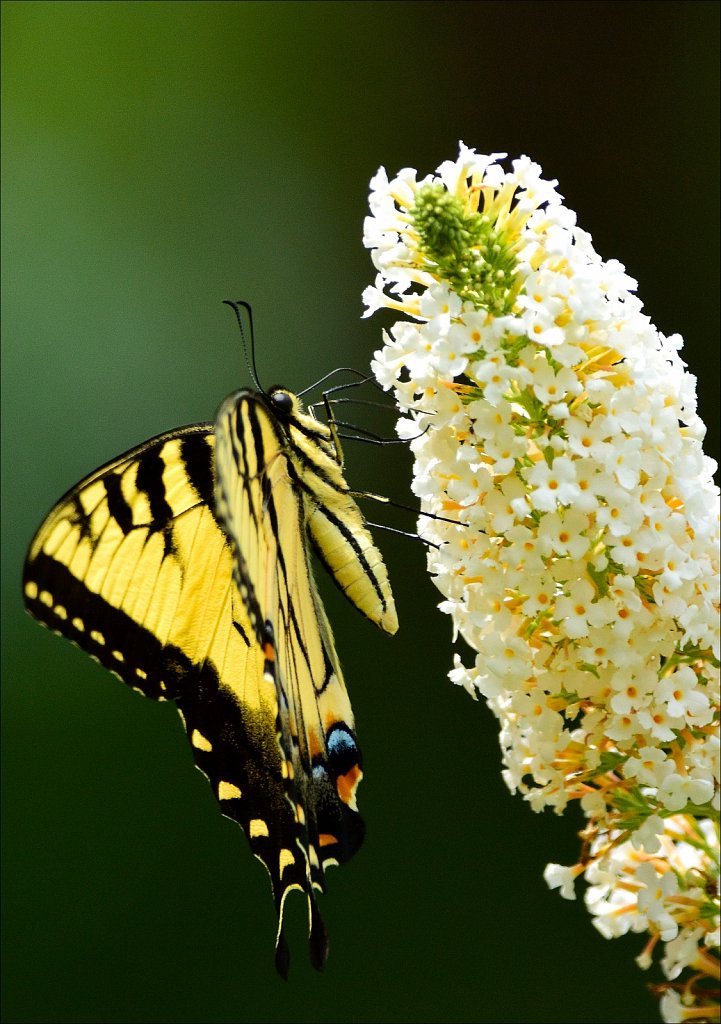 Eastern Tiger Swallowtail