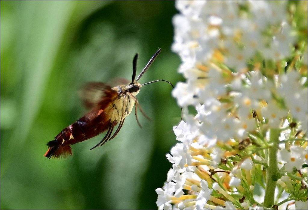 Hummingbird Moth