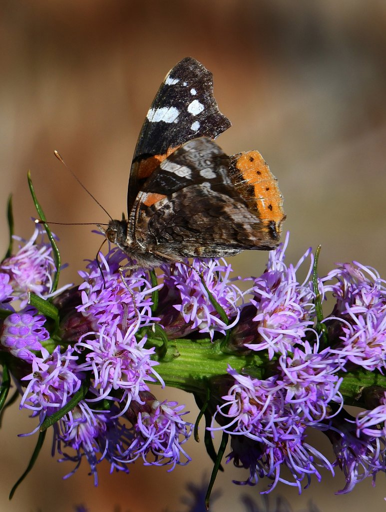 Painted Lady