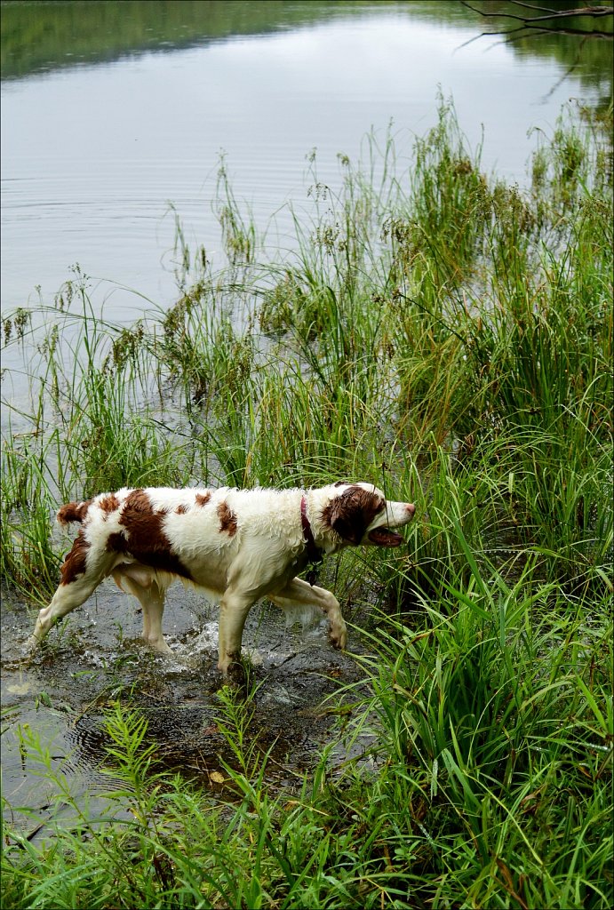 Trail To Trout Pond