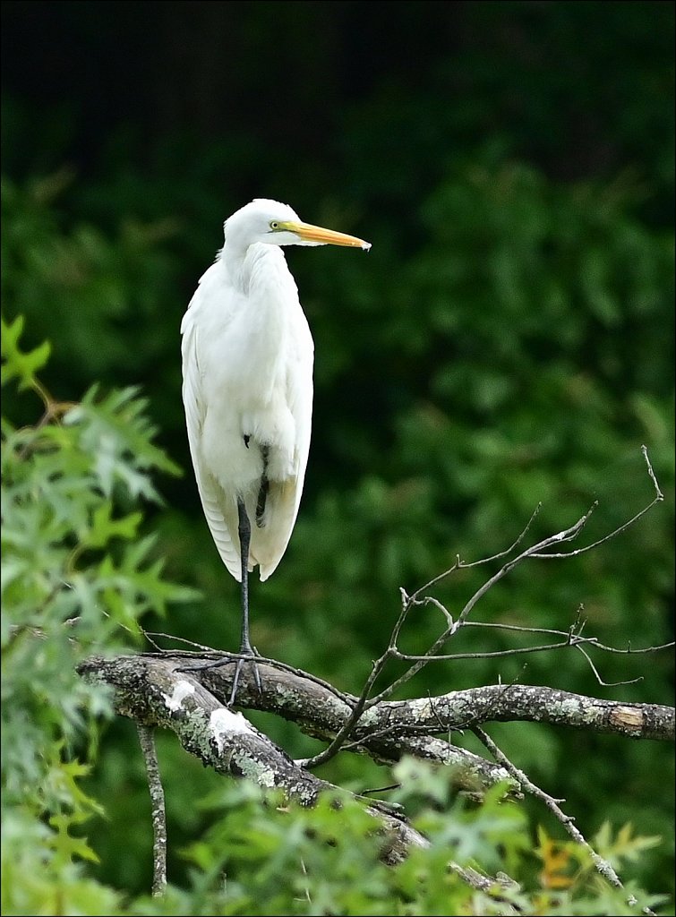 Great Egret