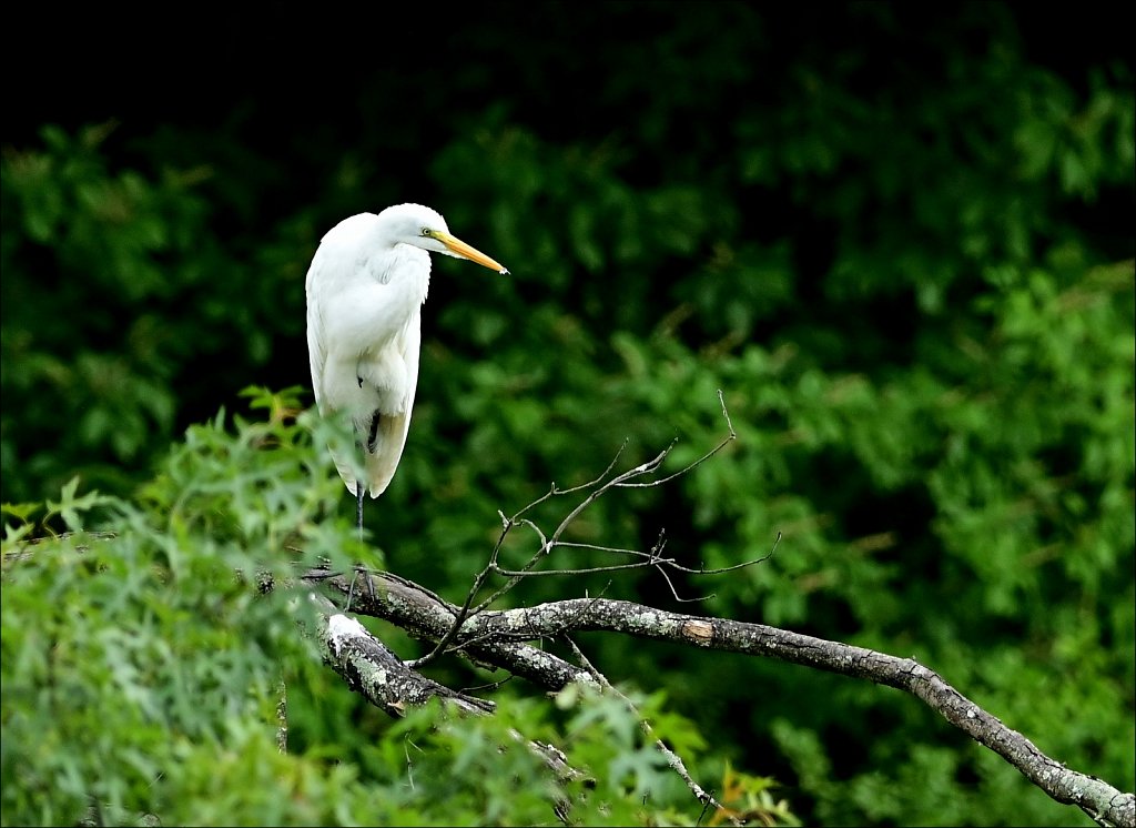 Great Egret