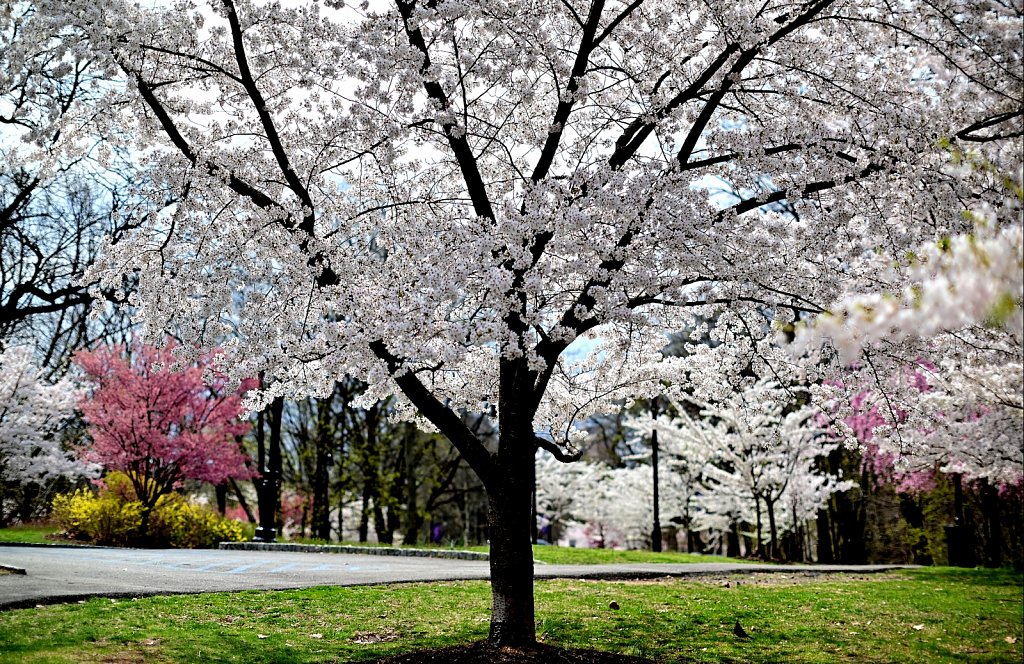 Branch Brook Park