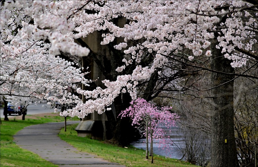 Branch Brook Park