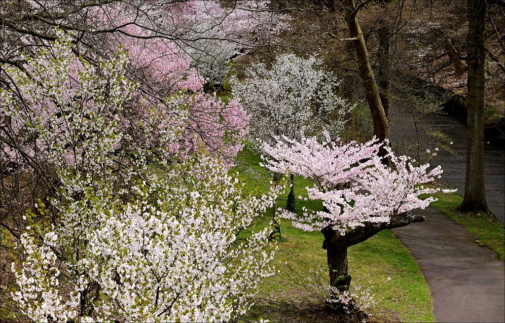 Branch Brook Park