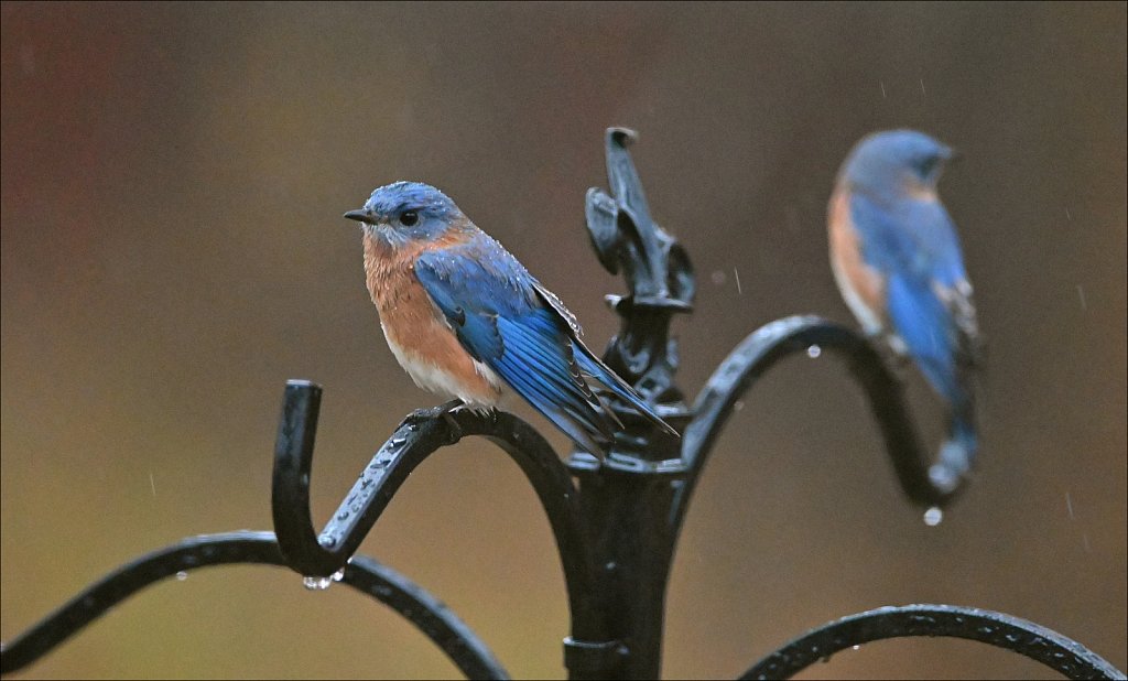 Eastern Bluebird