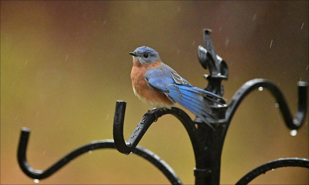 Eastern Bluebird