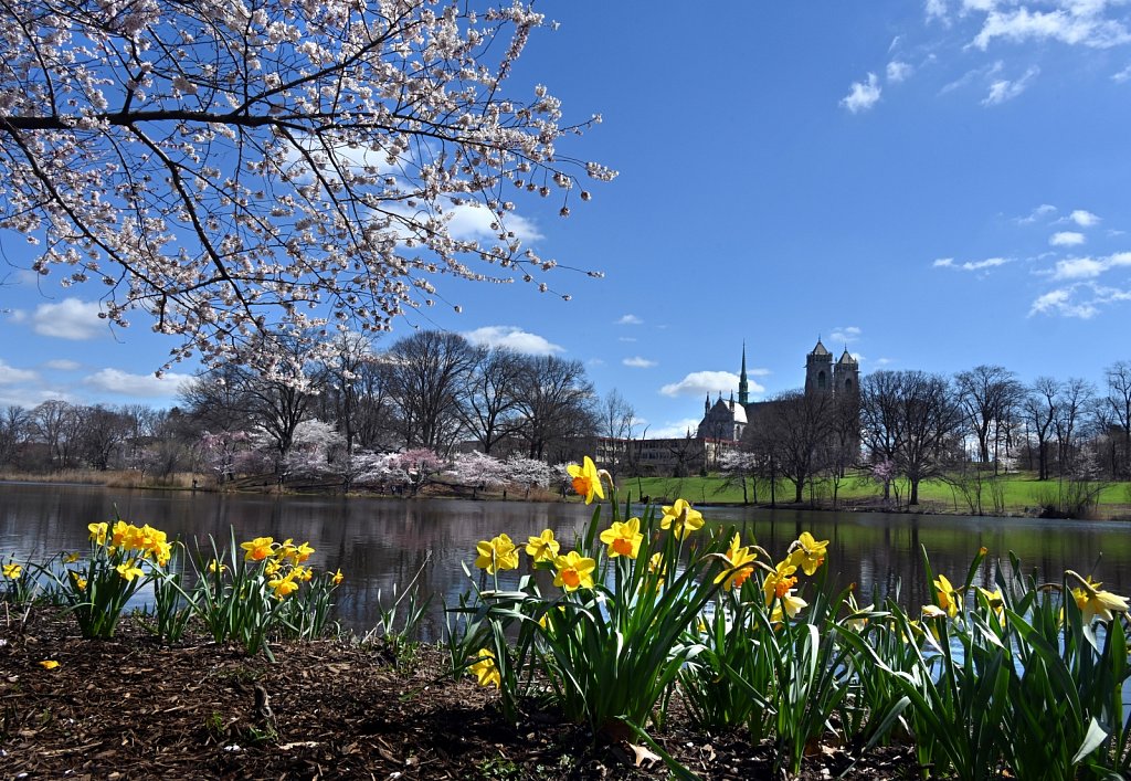 Cherry-Blossoms-Branch-Bk-Park-8870-copy.jpg