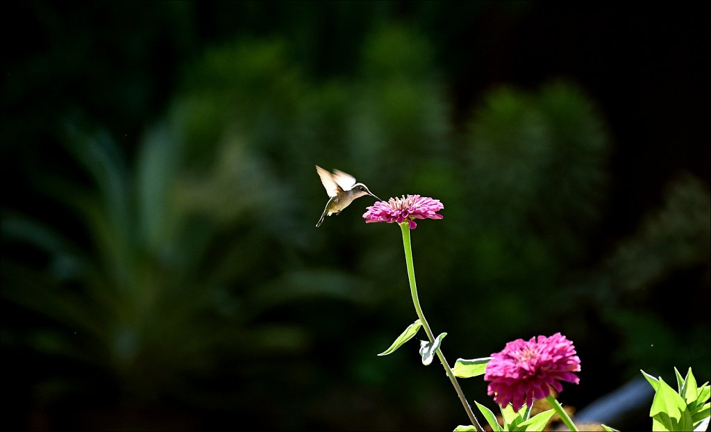 Willowwood Arboretum