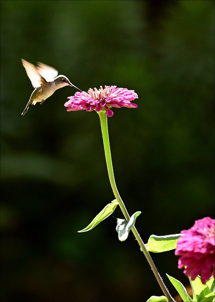 Willowwood Arboretum