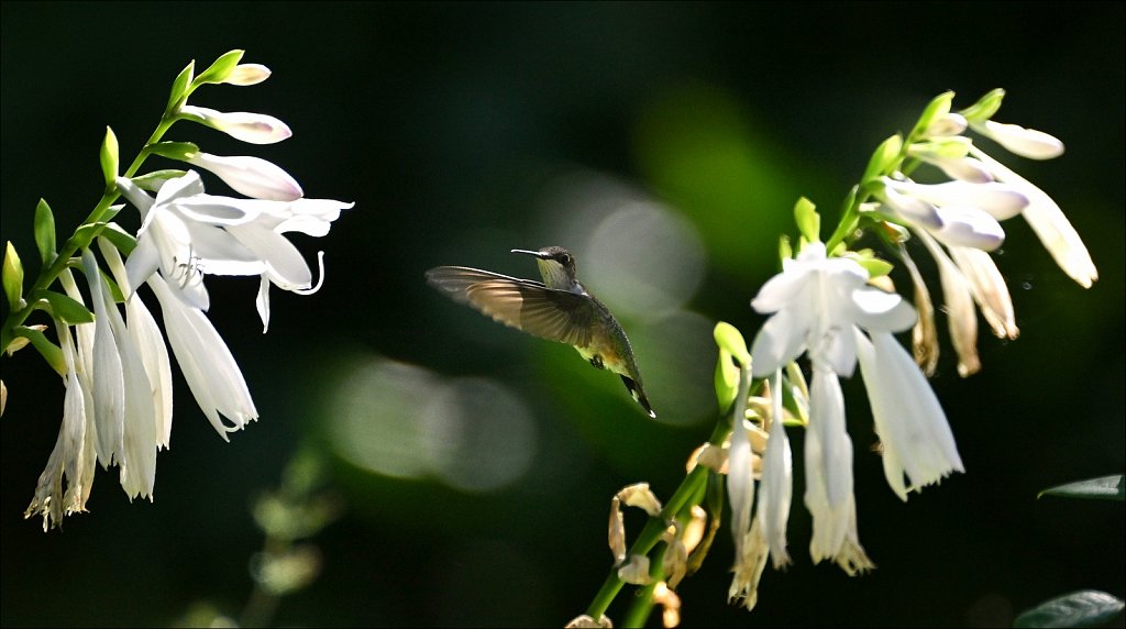 Willowwood Arboretum