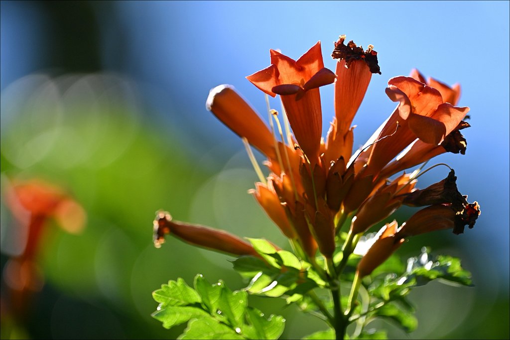 Willowwood Arboretum