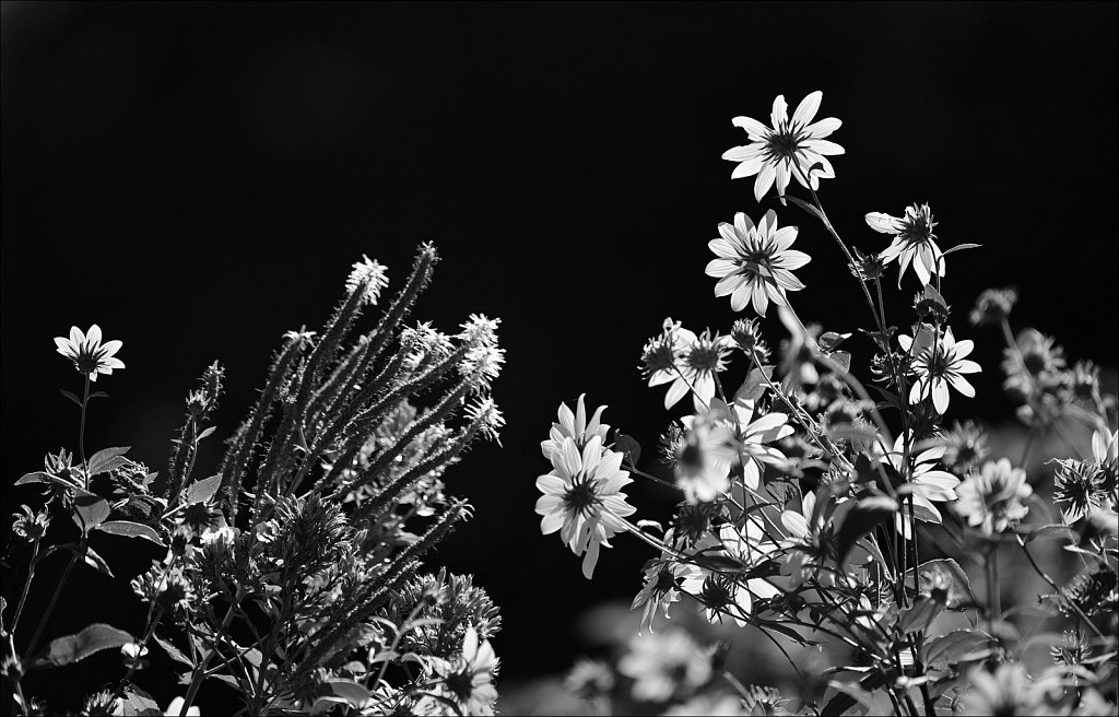 Willowwood Arboretum