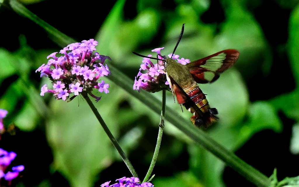 Hummingbird Moth at Willowwood Arboretum  