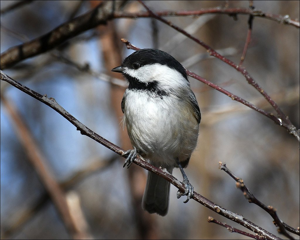 Black-Capped-Chickadee-2294.JPG