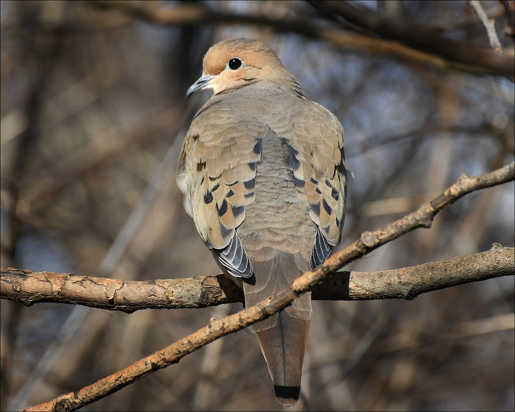 Dove-2295.JPG