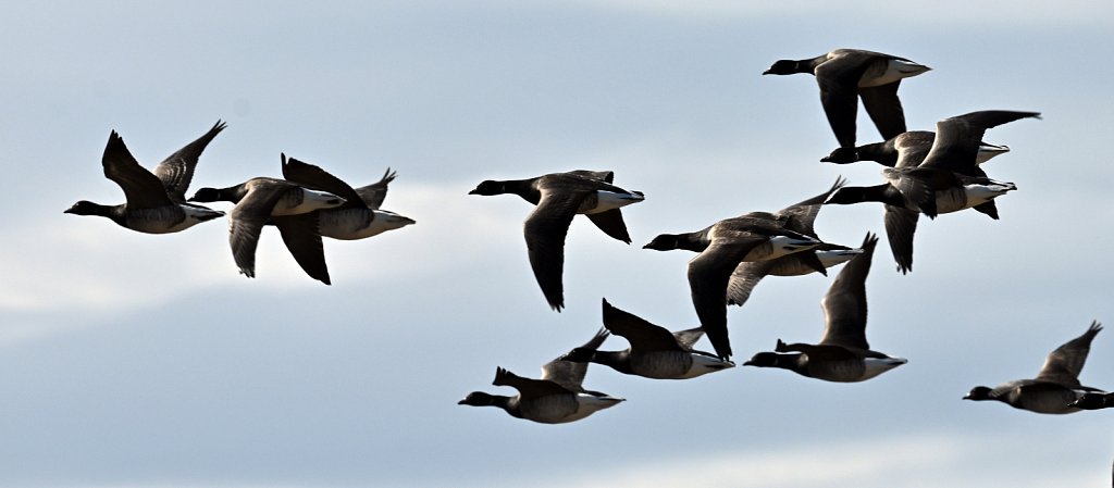 Brant
