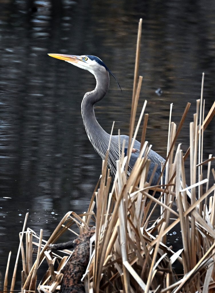 Great-Blue-Heron-RGZ-5617.jpg