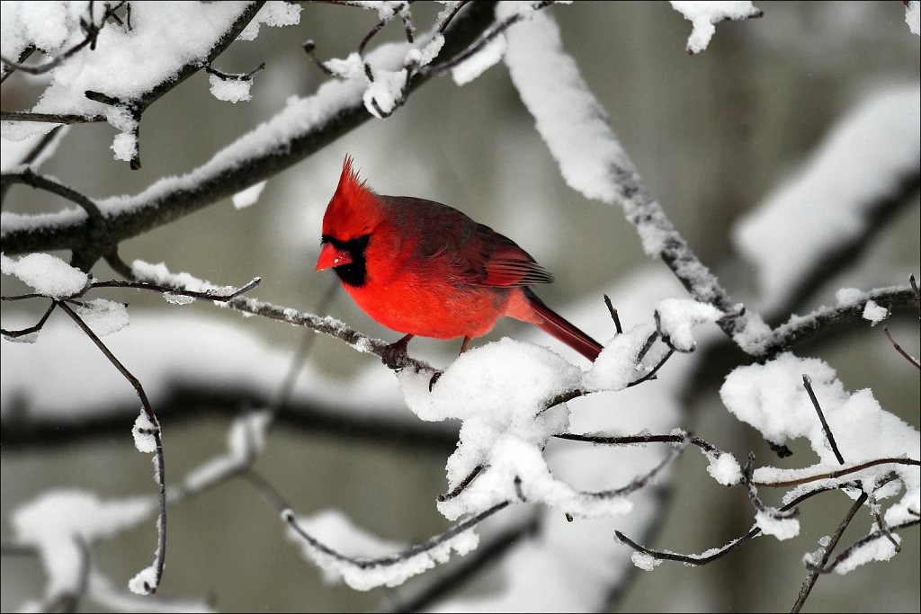 Cardinal In The Snow