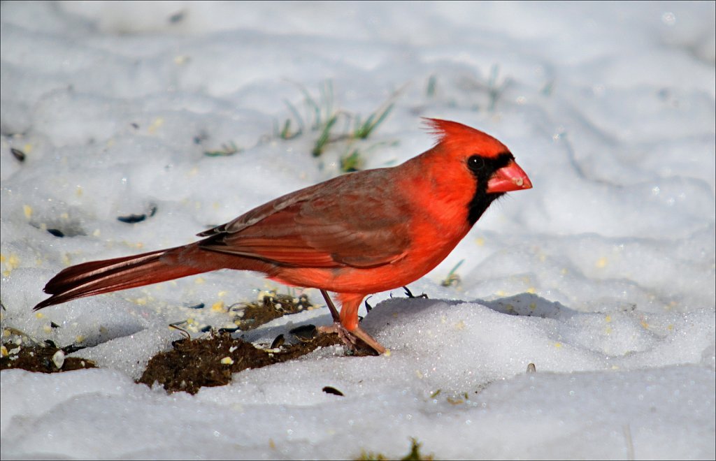 Cardinal (Male)