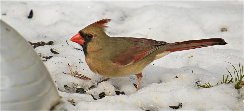 Cardinal (Female)