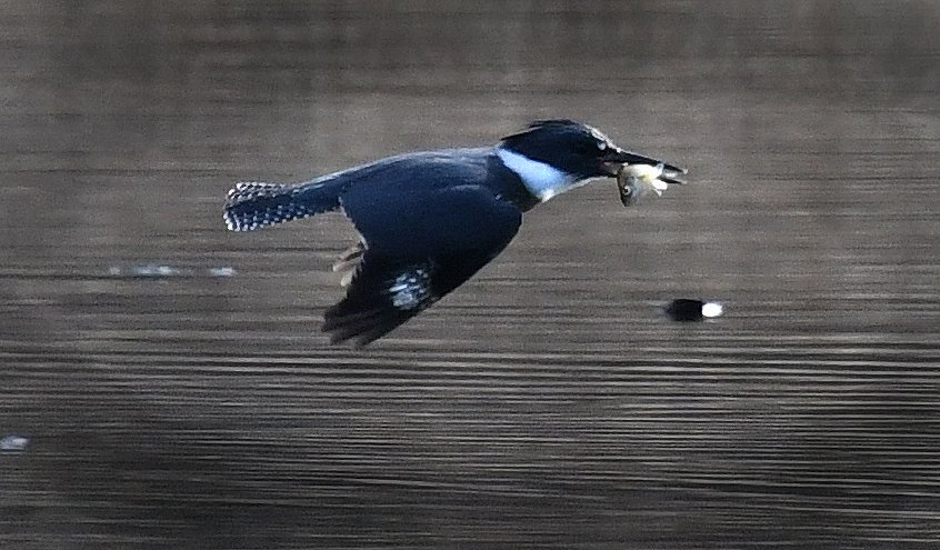 Black Crowned Night Heron 