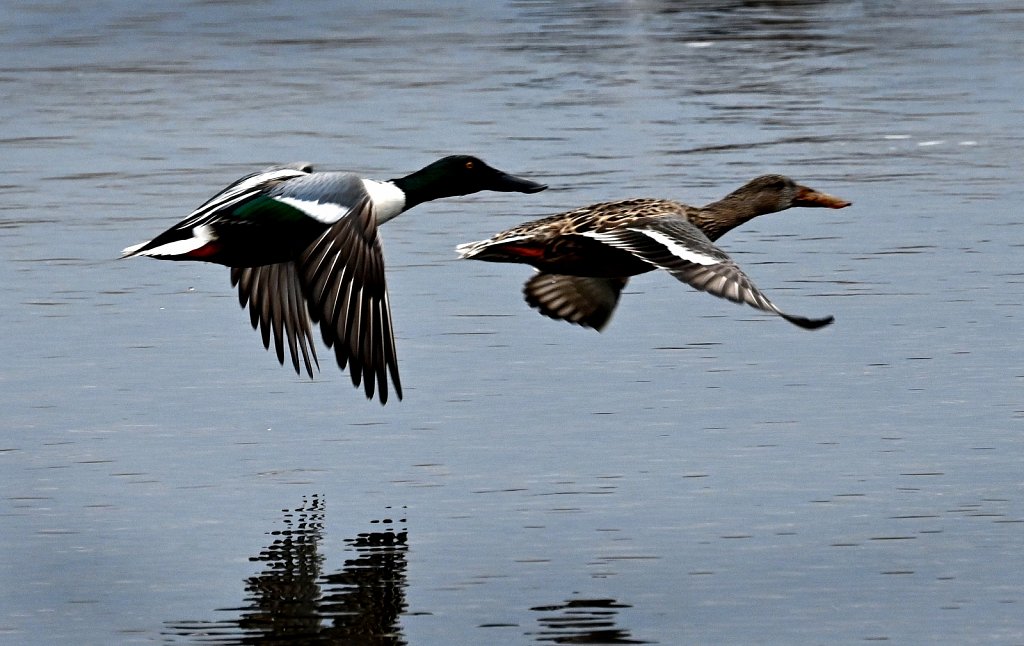 Northern-Shoveler-7261.jpg