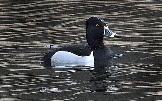 Ring-Necked-Duck-7328.JPG