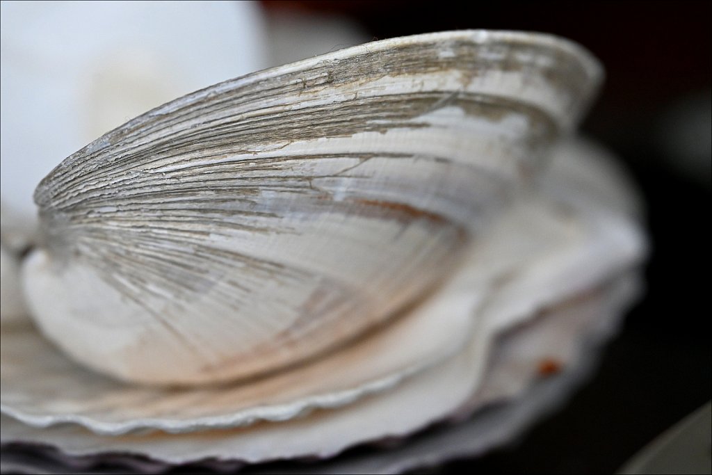 Clam Shell