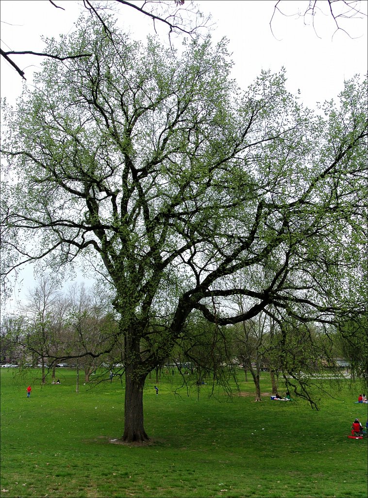 Branch Brook Park