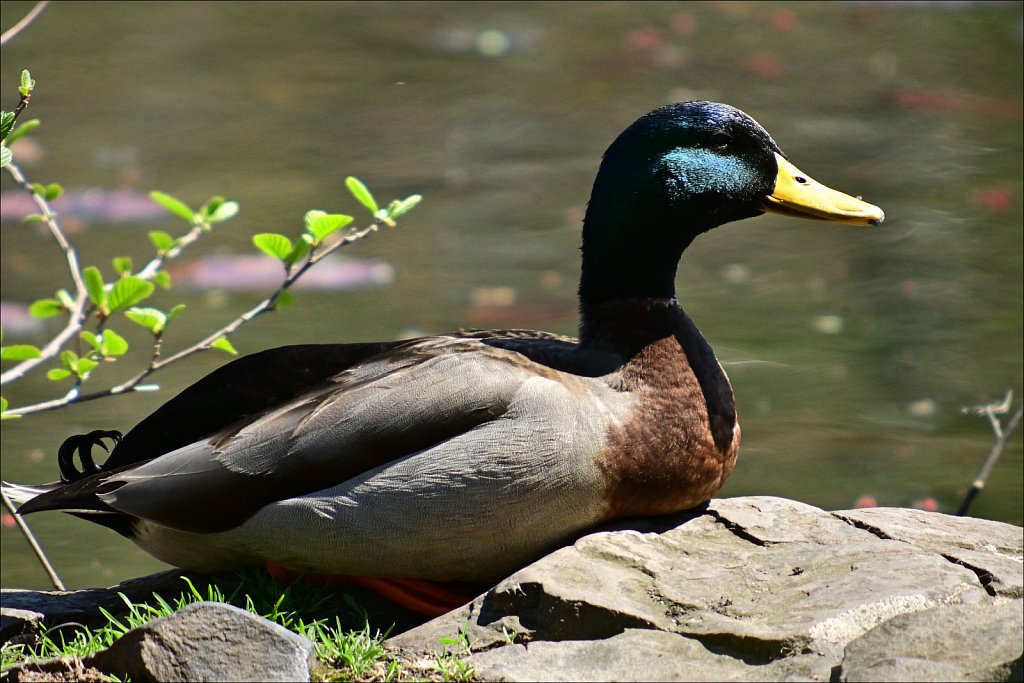 Mallard Duck