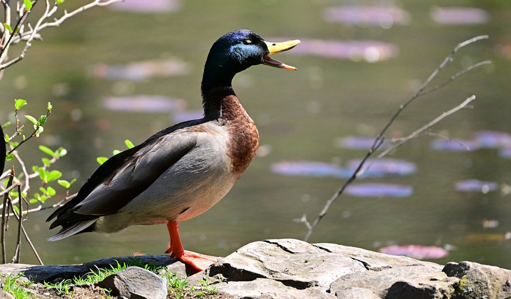 Mallard Duck