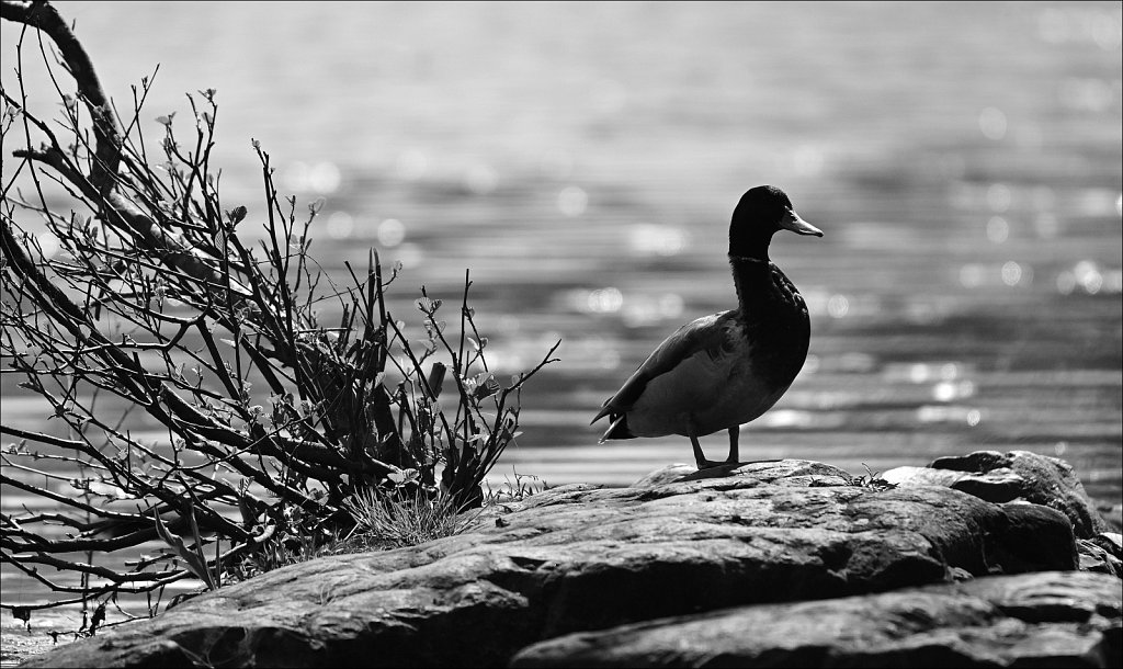 Mallard Duck