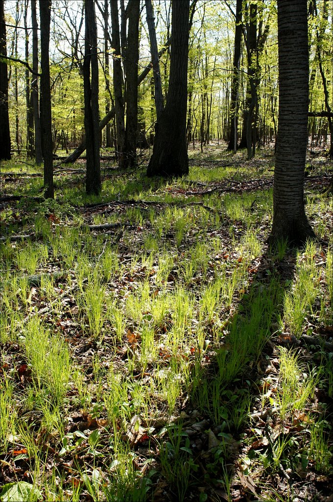 Turkey Brook Park